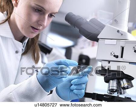 Stock Photo - Scientist viewing a sample on a glass slide before putting it under a light microscope.. Fotosearch