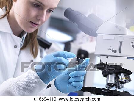 Stock Photo - Scientist viewing a sample on a glass slide before putting it under a light microscope.. Fotosearch