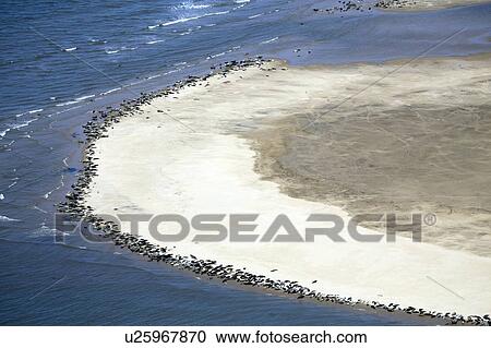 Seals on the beach, Scroby Sands, England. View Large Photo Image Stock Image - Seals on the beach, Scroby Sands, England.. Fotosearch