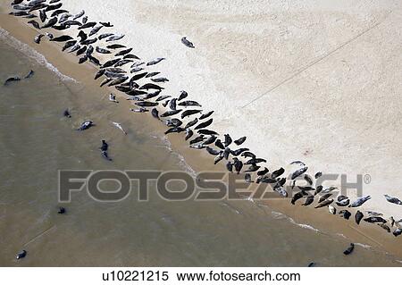 Stock Photography - Seals on the beach, Scroby Sands, England.. Fotosearch
