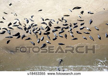 Stock Photography - Seals on the beach, Scroby Sands, England.. Fotosearch