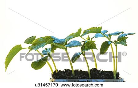 Stock Image - Seedlings.. Fotosearch