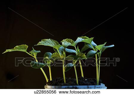 Seedlings. View Large Photo Image Stock Photograph - Seedlings.. Fotosearch