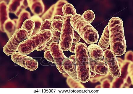 Stock Photo - Serratia marcescens bacteria, computer illustration. Serratia spp. are rod-shaped Gram-negative bacteria, they occur as commensal fauna in the intestinal mucous membranes of man and mammals. S. marcescens is occasionally pathogenic in humans,.... Fotosearch