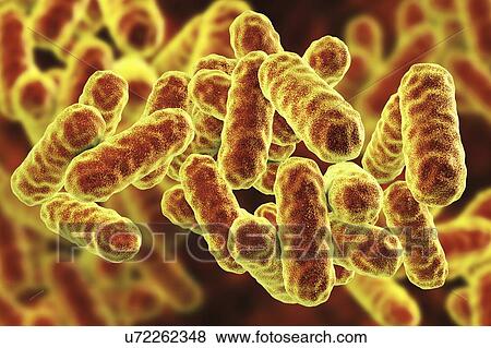 Stock Photo - Serratia marcescens bacteria, computer illustration. Serratia sp. are rod-shaped Gram-negative bacteria. They occur as commensal fauna in the intestinal mucous membranes of man and mammals. S. marcescens is occasionally pathogenic in humans,.... Fotosearch