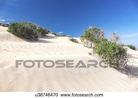 Stock Image - Shrubs on sand dune.. Fotosearch