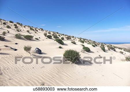 Shrubs on sand dune. View Large Photo Image Stock Image - Shrubs on sand dune.. Fotosearch