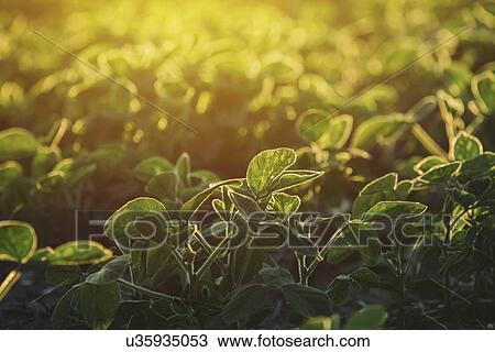Stock Image - Soybean crop.. Fotosearch