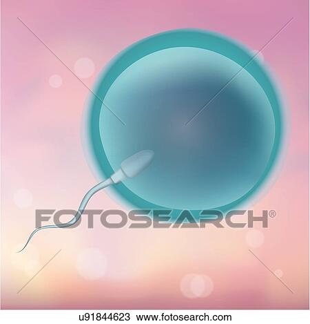 Stock Image - Sperm fertilizing an egg, illustration.. Fotosearch