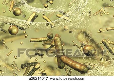 Spherical and rod-shaped bacteria inside biofilm, computer illustration. A biofilm is a colony of bacteria that forms a coating on a surface. Common places for biofilms to develop are in the mouth, where they can cause tooth cavities and gum disease,... View Large Photo Image Stock Photo - Spherical and rod-shaped bacteria inside biofilm, computer illustration. A biofilm is a colony of bacteria that forms a coating on a surface. Common places for biofilms to develop are in the mouth, where they can cause tooth cavities and gum disease,.... Fotosearch