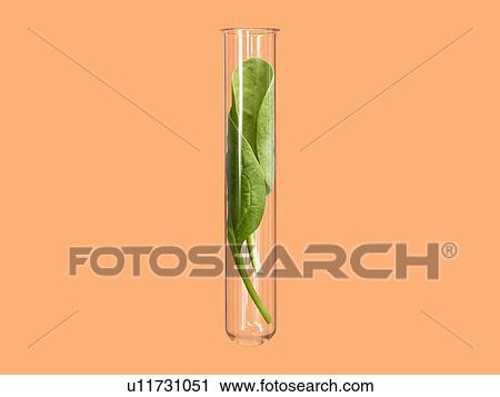 Spinach in test tube, studio shot. View Large Photo Image Stock Image - Spinach in test tube, studio shot.. Fotosearch