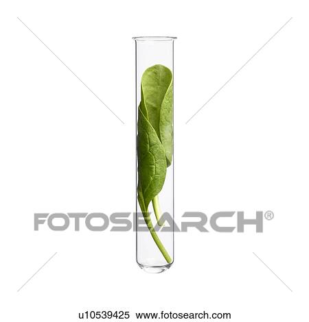Stock Photography - Spinach in test tube, studio shot.. Fotosearch