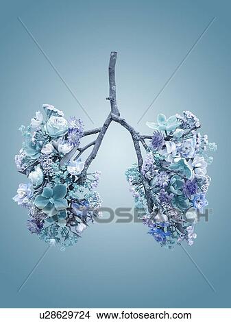 Spring flowers representing human lungs, conceptual studio shot. View Large Photo Image Picture - Spring flowers representing human lungs, conceptual studio shot.. Fotosearch