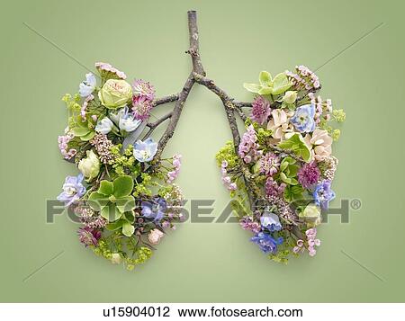 Spring flowers representing human lungs, conceptual studio shot. View Large Photo Image Stock Image - Spring flowers representing human lungs, conceptual studio shot.. Fotosearch