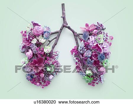 Spring flowers representing human lungs, conceptual studio shot. View Large Photo Image Stock Image - Spring flowers representing human lungs, conceptual studio shot.. Fotosearch