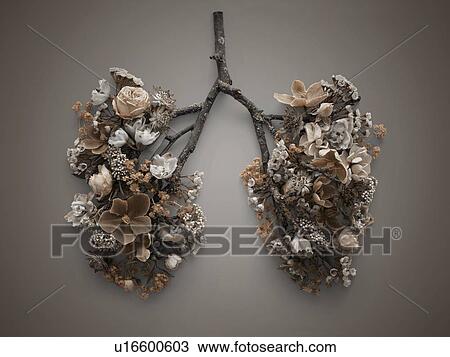 Stock Image - Spring flowers representing human lungs, conceptual studio shot.. Fotosearch