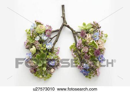 Spring flowers representing human lungs, conceptual studio shot. View Large Photo Image Stock Image - Spring flowers representing human lungs, conceptual studio shot.. Fotosearch