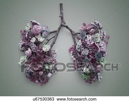Spring flowers representing human lungs, conceptual studio shot. View Large Photo Image Stock Image - Spring flowers representing human lungs, conceptual studio shot.. Fotosearch