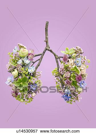 Spring flowers representing human lungs, conceptual studio shot. View Large Photo Image Stock Photo - Spring flowers representing human lungs, conceptual studio shot.. Fotosearch