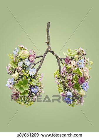 Stock Photo - Spring flowers representing human lungs, conceptual studio shot.. Fotosearch