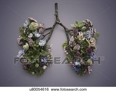 Spring flowers representing human lungs, conceptual studio shot. View Large Photo Image Stock Photograph - Spring flowers representing human lungs, conceptual studio shot.. Fotosearch