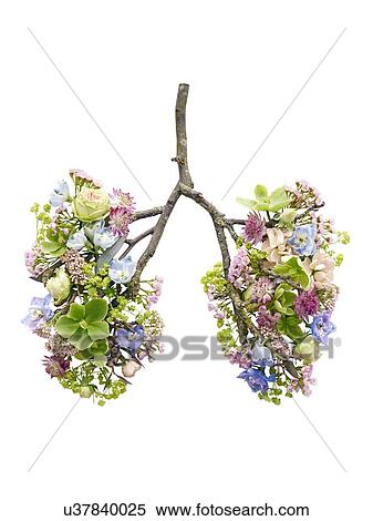 Stock Photography - Spring flowers representing human lungs, conceptual studio shot.. Fotosearch
