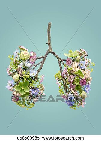 Spring flowers representing human lungs, conceptual studio shot. View Large Photo Image Stock Photography - Spring flowers representing human lungs, conceptual studio shot.. Fotosearch