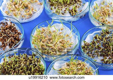 Stock Image - Sprouted seeds.. Fotosearch