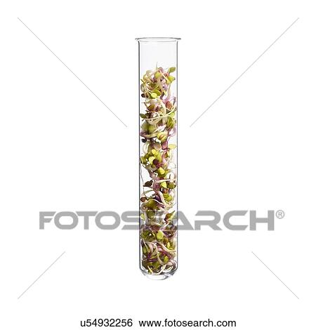 Stock Photograph - Sprouting radish test tube, studio shot.. Fotosearch
