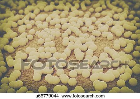 Picture - Staphylococcus bacterial, computer illustration.. Fotosearch