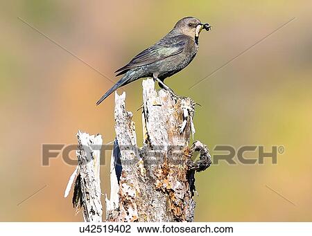 Stock Image - Starling. Fotosearch