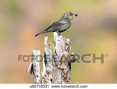 Starling View Large Photo Image Stock Image - Starling. Fotosearch