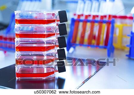 Stock Image - Stem cell cultures.. Fotosearch