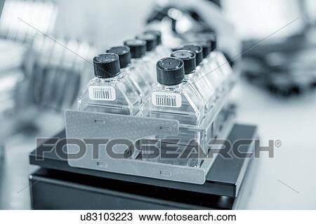 Stock Image - Stem cell cultures.. Fotosearch