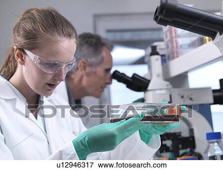 Stem cell drug research. Researcher handling stem cell cultures in a laboratory as part of drug research. View Large Photo Image Stock Photo - Stem cell drug research. Researcher handling stem cell cultures in a laboratory as part of drug research.. Fotosearch