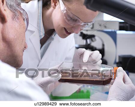 Stock Photo - Stem cell drug research. Researcher handling stem cell cultures in a laboratory as part of drug research.. Fotosearch