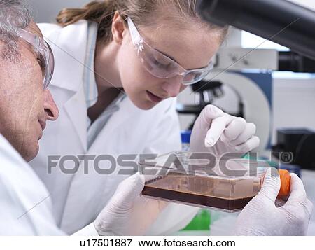 Stock Photo - Stem cell drug research. Researcher handling stem cell cultures in a laboratory as part of drug research.. Fotosearch