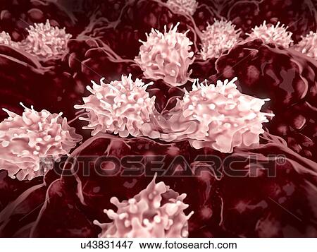 Stock Photo - Stem cells dividing in bone marrow, illustration. Bone marrow stem cells are multipotent cells that can differentiate into a variety of cell types, including white blood cells, red blood cells, cartilage cells and bone cells.. Fotosearch