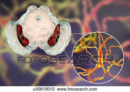 Stock Image - Substantia nigra. Computer illustration showing a healthy substantia nigra from a human brain and a close-up view of dopaminergic neurons found in the substantia nigra. The substantia nigra plays an important role in reward, addiction, and movement..... Fotosearch