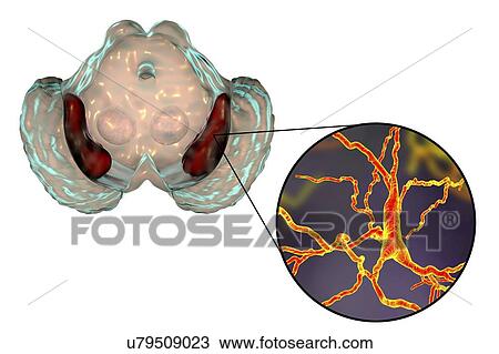 Stock Image - Substantia nigra. Computer illustration showing a healthy substantia nigra from a human brain and a close-up view of dopaminergic neurons found in the substantia nigra. The substantia nigra plays an important role in reward, addiction, and movement..... Fotosearch