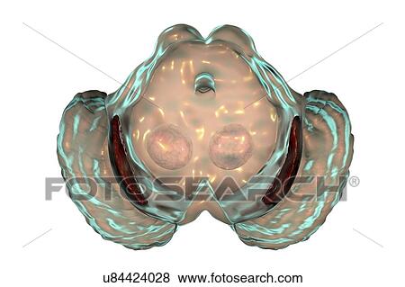 Stock Photo - Substantia nigra. Computer illustration showing a degenerated substantia nigra in Parkinson's disease. The substantia nigra plays an important role in reward, addiction, and movement. Degeneration of this structure is characteristic of Parkinson's.... Fotosearch