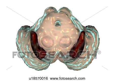 Stock Photograph - Substantia nigra. Computer illustration showing a healthy substantia nigra from a human brain. The substantia nigra plays an important role in reward, addiction, and movement. Degeneration of this structure is characteristic of Parkinson's disease.. Fotosearch