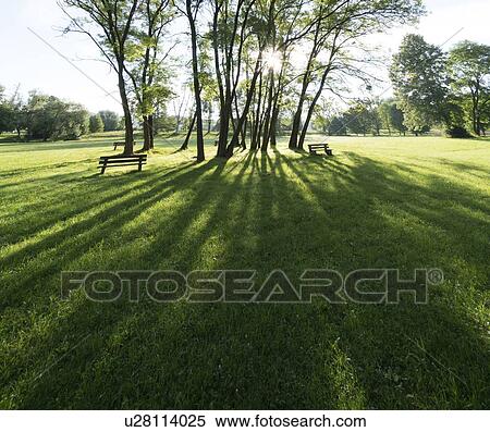 Stock Photography - Sun through trees in park.. Fotosearch