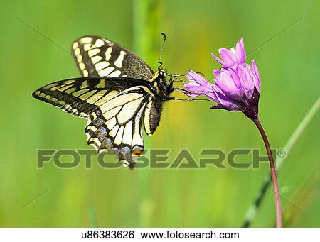 Stock Photograph - swallow tail. Fotosearch