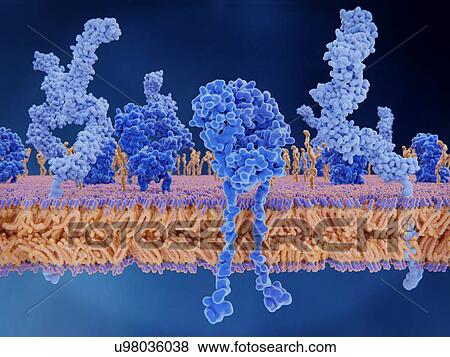 T cell receptor and CD4 proteins. Illustration of a cell membrane with embedded proteins and other molecules. At centre is a T-cell receptor (dark blue), with two CD4 molecules (light blue) at right and left. Also shown are glycolipids (orange). The... View Large Photo Image Stock Photo - T cell receptor and CD4 proteins. Illustration of a cell membrane with embedded proteins and other molecules. At centre is a T-cell receptor (dark blue), with two CD4 molecules (light blue) at right and left. Also shown are glycolipids (orange). The.... Fotosearch