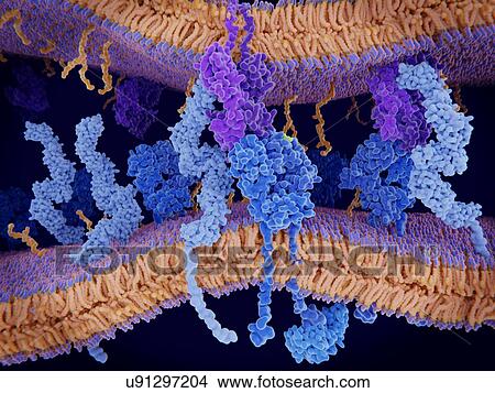 Picture - T cell receptor, CD4 and MHC proteins. Illustration of a cell membrane with a T cell receptor (dark blue, centre) in complex with an MHC (major histocompatibility complex) class II-peptide complex (purple). The T cell receptor activates the immune.... Fotosearch