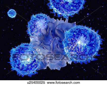 T-cells and dendritic cell interacting. Illustration of a dendritic cell (light blue, centre) interacting with T-cells (bright blue, round). Both cells are components of the body's immune system. Dendritic cells are antigen-presenting cells (APCs),... View Large Photo Image Stock Photography - T-cells and dendritic cell interacting. Illustration of a dendritic cell (light blue, centre) interacting with T-cells (bright blue, round). Both cells are components of the body's immune system. Dendritic cells are antigen-presenting cells (APCs),.... Fotosearch