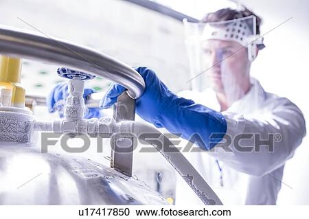 Technician storing stem cell samples in cryostorage. They have been frozen in liquid nitrogen to preserve them. Stem cells are a potential source of cells to repair damaged tissue in diseases such as Parkinson's and insulin-dependent diabetes. View Large Photo Image Stock Image - Technician storing stem cell samples in cryostorage. They have been frozen in liquid nitrogen to preserve them. Stem cells are a potential source of cells to repair damaged tissue in diseases such as Parkinson's and insulin-dependent diabetes.. Fotosearch