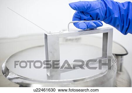 Stock Image - Technician storing stem cell samples in cryostorage. They have been frozen in liquid nitrogen to preserve them. Stem cells are a potential source of cells to repair damaged tissue in diseases such as Parkinson's and insulin-dependent diabetes.. Fotosearch