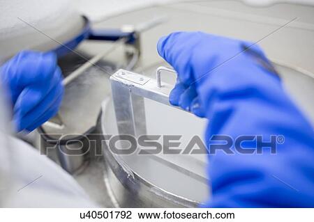 Stock Image - Technician storing stem cell samples in cryostorage. They have been frozen in liquid nitrogen to preserve them. Stem cells are a potential source of cells to repair damaged tissue in diseases such as Parkinson's and insulin-dependent diabetes.. Fotosearch